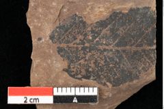 Foto (Detailansicht) von Alnus gracilis Unger (NHMW-GEO-2024-0188-0735)